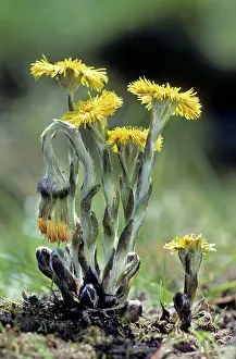 Tussilago: Coltsfoot - in spring