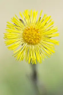 Tussilago: Coltsfoot (tussilago farfara) flowering, The Ne