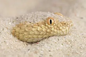 Adders: Coluber vipera Aspis vipera Vipera aegyptiaca E