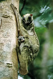 Cynocephalus: The Colugo or Flying Lemur (Cynocephalus variegatus)