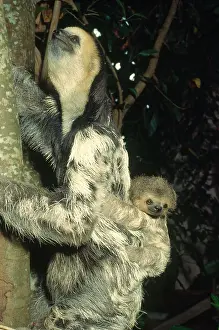 Cynocephalus: The Colugo or Flying Lemur (Cynocephalus variegatus)
