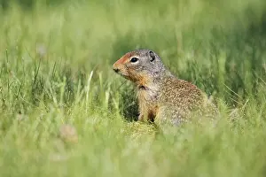 Urocitellus: Columbia ground squirrel (Urocitellus columbianus)