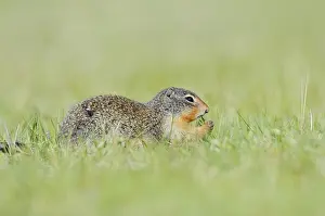 Alberta: Columbia ground squirrel (Urocitellus columbianus)