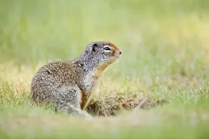Adult Animal: Columbia ground squirrel (Urocitellus columbianus)