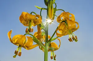 Sunburst: Columbia Lily, Columbian Lily, Oregon Lily, Tiger