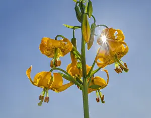 Sunburst: Columbia Lily, Columbian Lily, Oregon Lily, Tiger