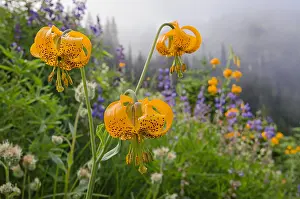 Columbianum: Columbia Lily, Columbian Lily, Oregon Lily or Tiger