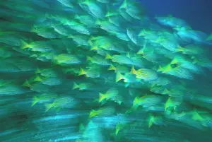 Snapper: Columbia, Malpelo Island. Blue and gold