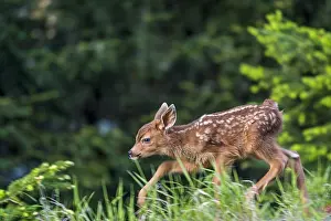 Hemionus: Columbian black-tailed deer (Odocoileus hemionus