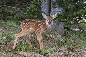 Hemionus: Columbian black-tailed deer (Odocoileus hemionus