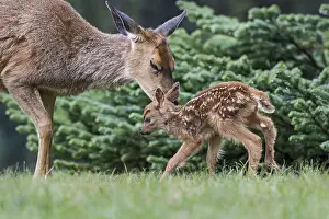 Nuzzling: Columbian black-tailed deer (Odocoileus hemionus