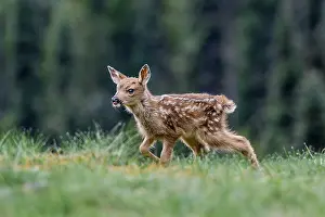 Hemionus: Columbian black-tailed deer (Odocoileus hemionus