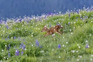 Hemionus: Columbian black-tailed deer (Odocoileus hemionus