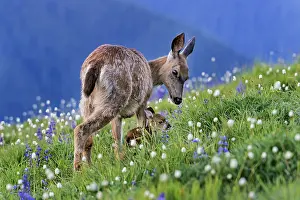 Nuzzling: Columbian black-tailed deer (Odocoileus hemionus