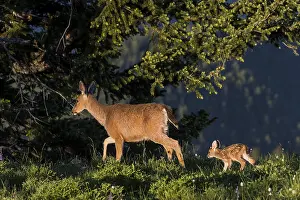 Hemionus: Columbian black-tailed deer (Odocoileus hemionus