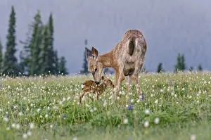 Nuzzling: Columbian black-tailed deer (Odocoileus hemionus