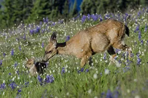 Hemionus: Columbian black-tailed deer (Odocoileus hemionus