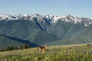 Hemionus: Columbian black-tailed deer (Odocoileus hemionus