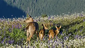 Fawns: Columbian black-tailed deer (Odocoileus hemionus