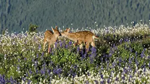 Fawns: Columbian black-tailed deer (Odocoileus hemionus