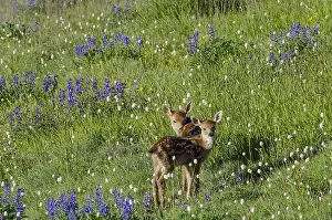 Fawns: Columbian black-tailed deer (Odocoileus hemionus