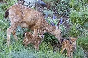 Fawns: Columbian black-tailed deer (Odocoileus hemionus