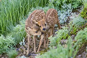 Hemionus: Two Columbian black-tailed deer (Odocoileus hemionus