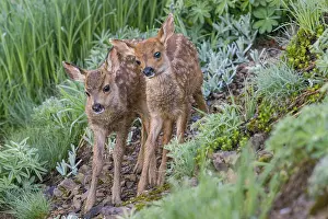 Hemionus: Two Columbian black-tailed deer (Odocoileus hemionus