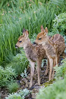 Hemionus: Two Columbian black-tailed deer (Odocoileus hemionus