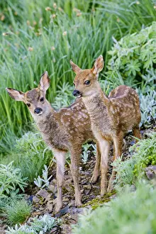 Two Columbian black-tailed deer (Odocoileus hemionus