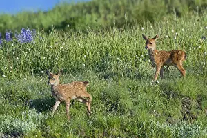 Fawns: Columbian black-tailed deer (Odocoileus hemionus