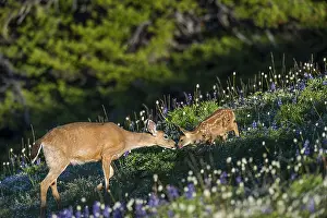 Hemionus: Columbian black-tailed deer (Odocoileus hemionus