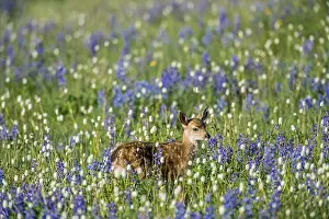 Hemionus: Columbian black-tailed deer (Odocoileus hemionus