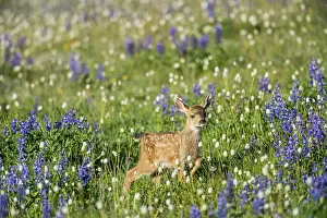 Hemionus: Columbian black-tailed deer (Odocoileus hemionus
