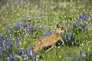 Hemionus: Columbian black-tailed deer (Odocoileus hemionus