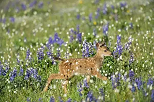 Hemionus: Columbian black-tailed deer (Odocoileus hemionus