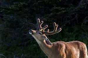 Hemionus: Columbian black-tailed deer (Odocoileus hemionus