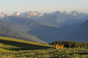Hemionus: Columbian black-tailed deer (Odocoileus hemionus