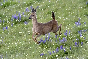 Columbian: Columbian black-tailed deer (Odocoileus hemionus