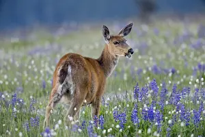 Columbian: Columbian black-tailed deer (Odocoileus hemionus