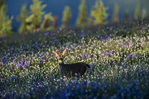 Columbian: Columbian black-tailed deer (Odocoileus hemionus