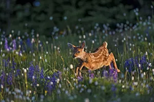 Columbian: Columbian black-tailed deer (Odocoileus hemionus