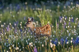 Columbian: Columbian black-tailed deer (Odocoileus hemionus