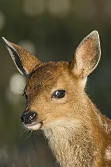 Columbian: Columbian black-tailed deer (Odocoileus hemionus