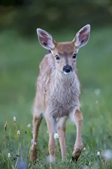 Columbian: Columbian black-tailed deer (Odocoileus hemionus