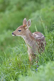 Columbian: Columbian black-tailed deer (Odocoileus hemionus