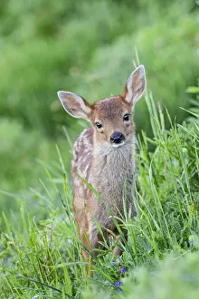Columbian: Columbian black-tailed deer (Odocoileus hemionus