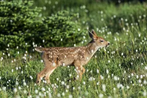 Columbian: Columbian black-tailed deer (Odocoileus hemionus