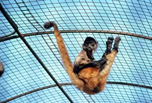 Hybridus: Columbian Brown Spider Monkey - showing use of