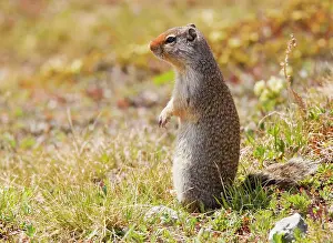 Urocitellus: Columbian Ground Squirrel